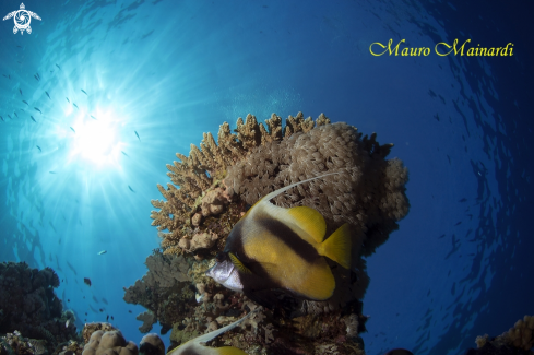 A Butterfly fish