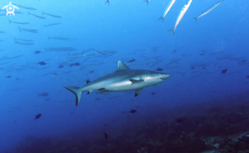 A Carcharhinus amblyrhynchos | Grey Reef Shark