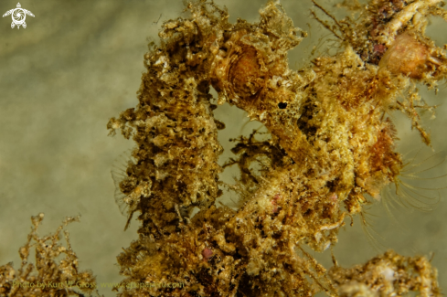 A Molukken Seahorse