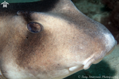 A Crested Horn Shark