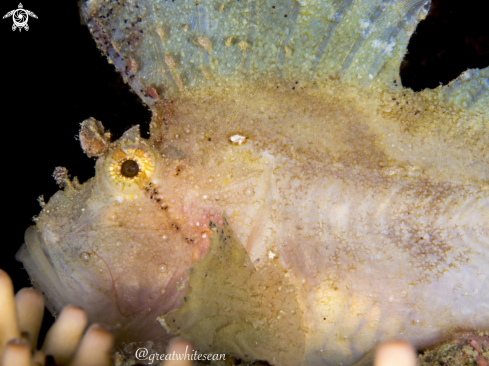 A Leaf ScorpionFish