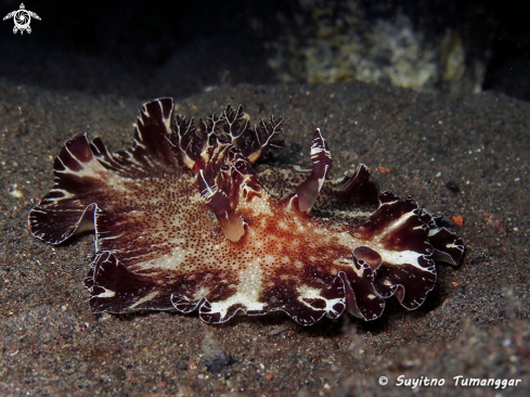 A Discodoris boholensis | Nudibranch