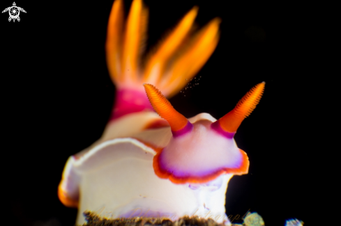 A hypselodoris sp  | hypselodoris 