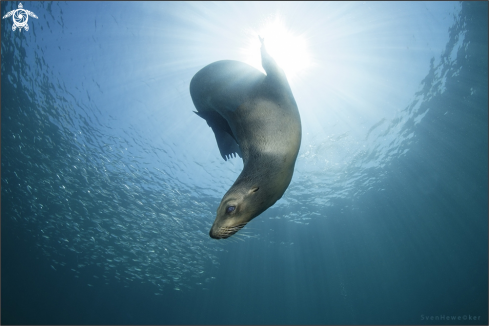 A Zalophus californianus | Sea Lion