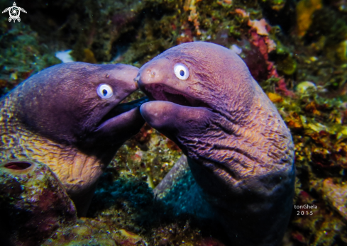 A Moray Eel