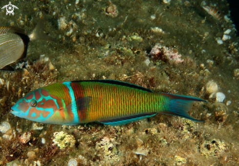 A Thalassoma pavo | Donzella pavonina