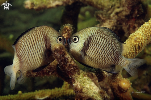 A Two stripe damselfish 