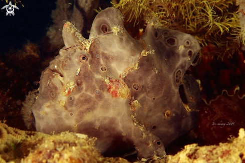 A Painted frogfish