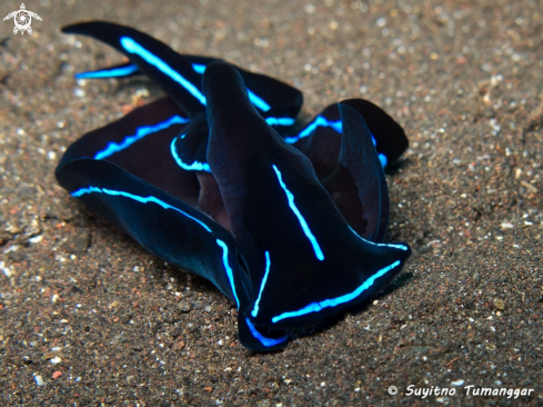 A Sea Slug