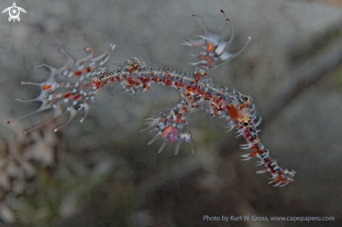 A Harlekin ghost pipe fish