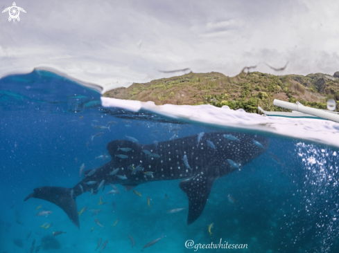 A Whale shark