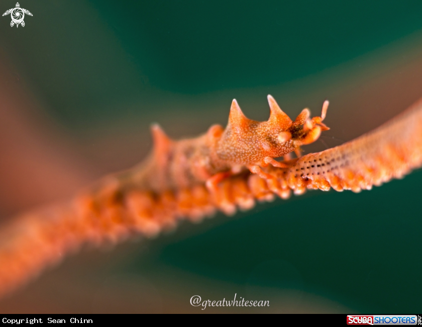 A Dragon shrimp