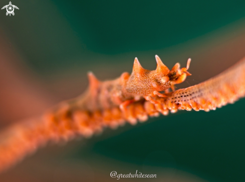 A Dragon shrimp