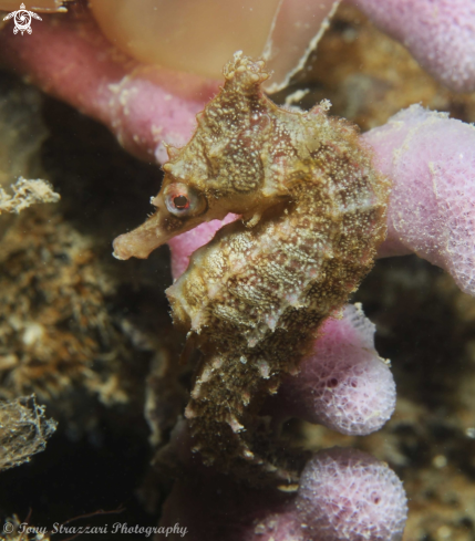 A White's seahorse