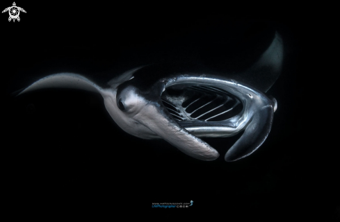 A manta birostris | manta