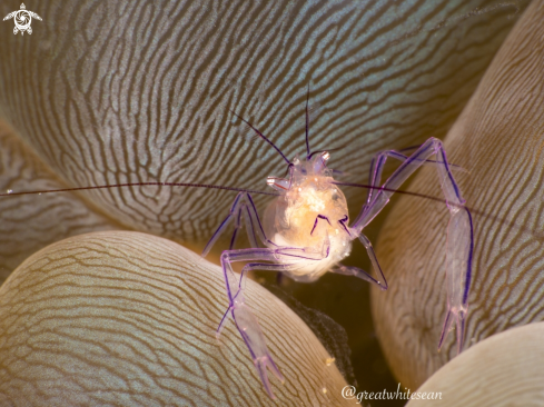 A Vir philippinensis | Commensal Shrimp