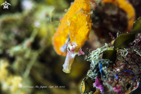 A Common Japanese sea horse