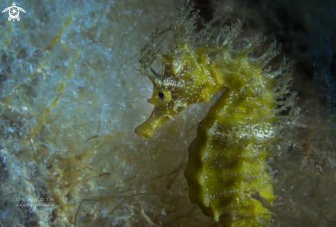 A maned seahorse