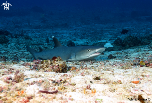 A Triaenodon obesus | White tip reef shark