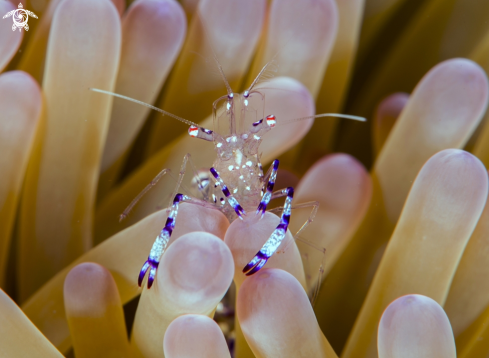 A Commensalis shrimp | Periclemes  Tosaensis