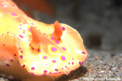 A Short-Tailed Ceratosoma