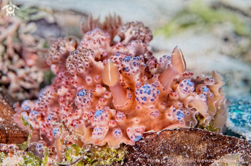 A Dendrodoris-tuberculosa | Brocoli Nudi