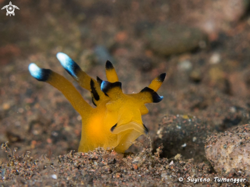 A Nudibranch