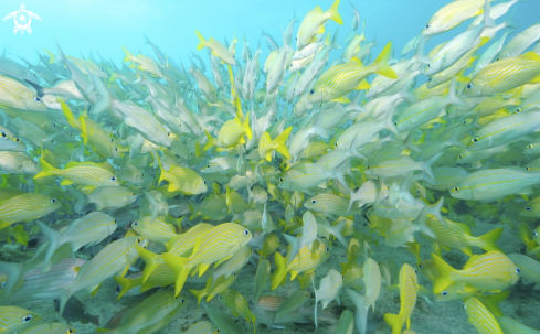 A School of reef fishes