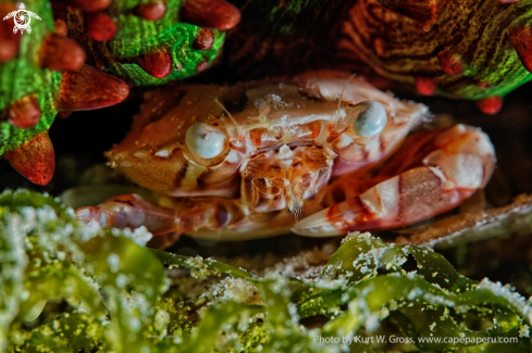 A Lissocarcinus laevis | Porzellan Crab