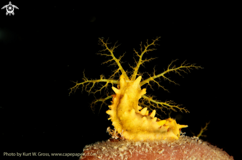 A Colochirus robustus | sea ​​cucumbers