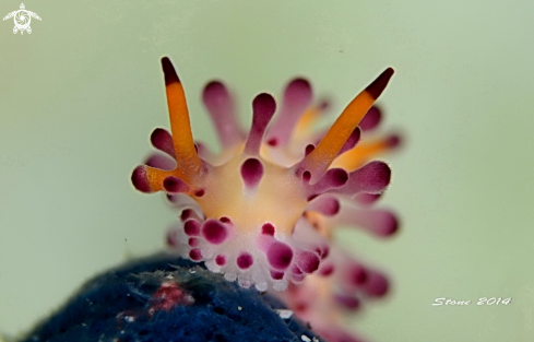 A Nudi