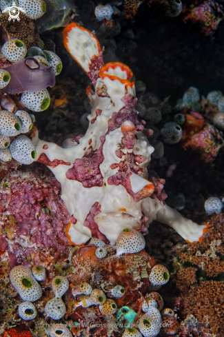 A Antennarius maculatus | White Frogg Fish