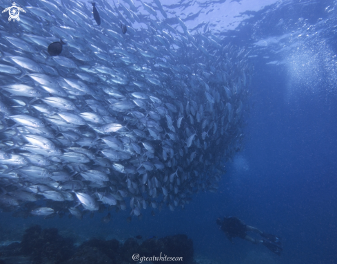 A Caranx sexfasciatus | Jackfish