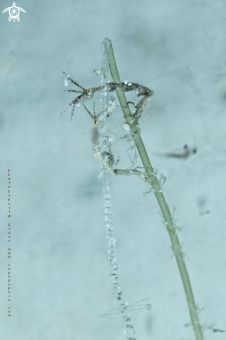 A Skeleton Shrimp's