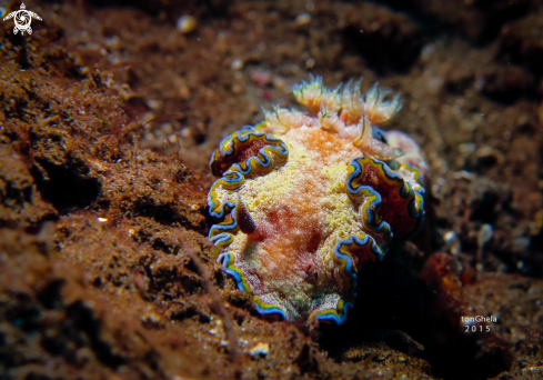 A Nudibranch