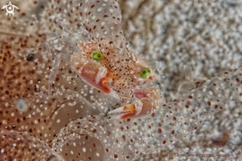 A Lissocarcinus laevis | Porzellan Crab