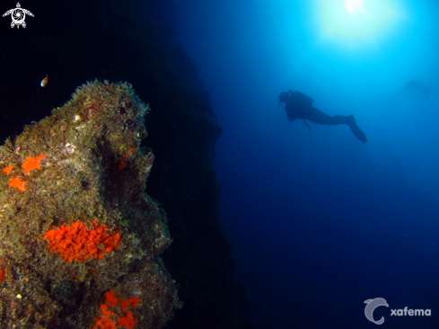 A underwater creature