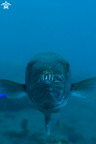 A Barracuda