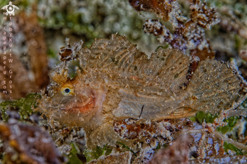 A Pteroidichthys amboinensis | Ambon Scorpion Fish Juv.