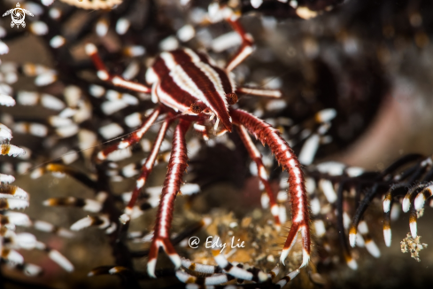 A Allogalathea elegans squat lobster