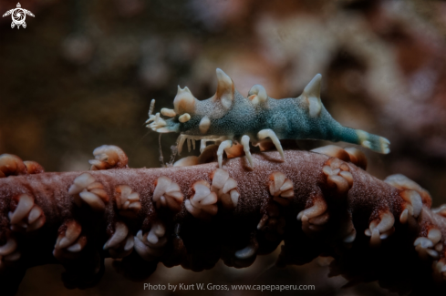 A Miropandalus hardingi | Dragon Shrimp