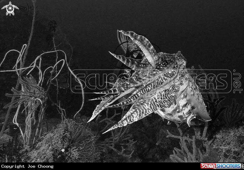 A Cuttlefish & diver