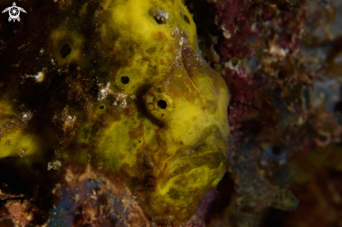 A Frogfish