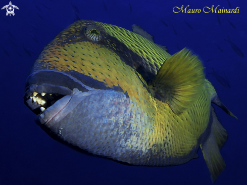 A Titan triggerfish