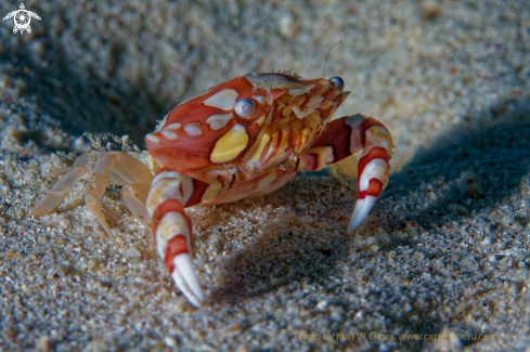 A Porzellan Crab