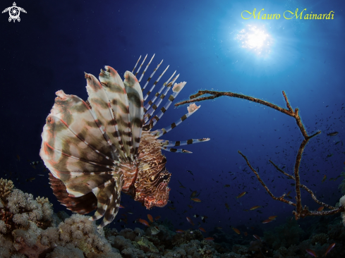 A Lionfish