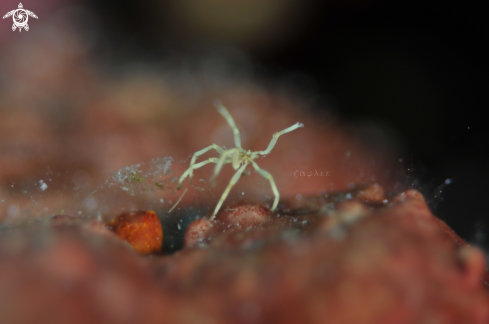 A Sea Spider