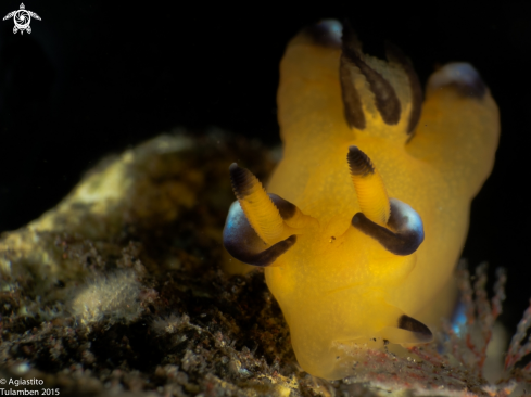 A Thecacera pacifica | Pacifica Thecacera