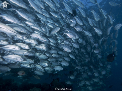 A Caranx sexfasciatus | Jackfish