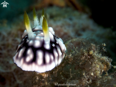 A Chromodoris geometrica | Nudibranch